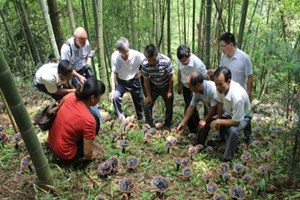 農(nóng)村致富種植好項(xiàng)目有哪些